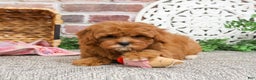 Cavapoo dogs for sale: Glory - Ad 6
