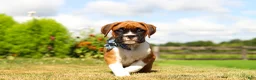 Boxer dogs for sale: Blane - Ad 3