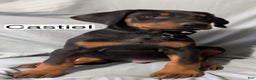 Doberman Pinscher dogs for sale: Castiel - Ad 4