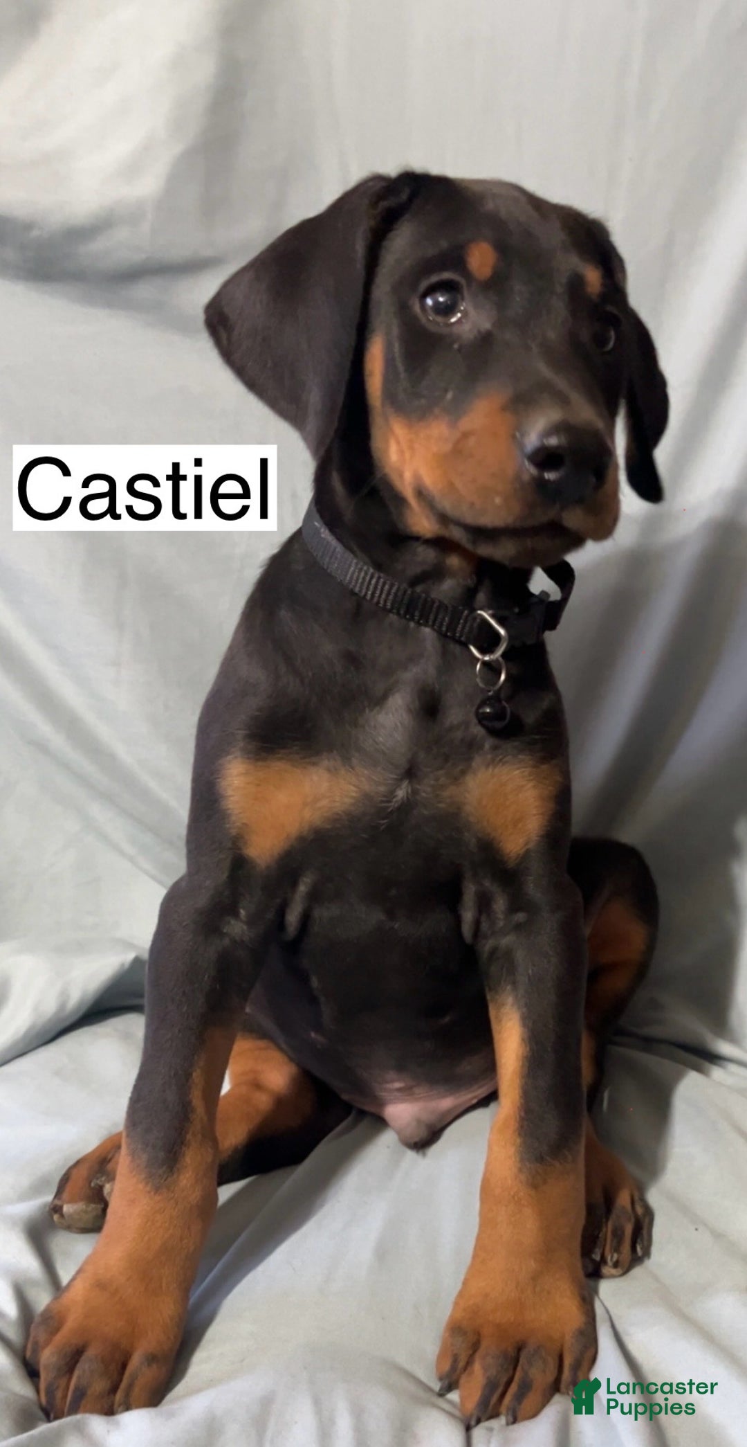 Doberman Pinscher dogs for sale: Castiel - Ad 4