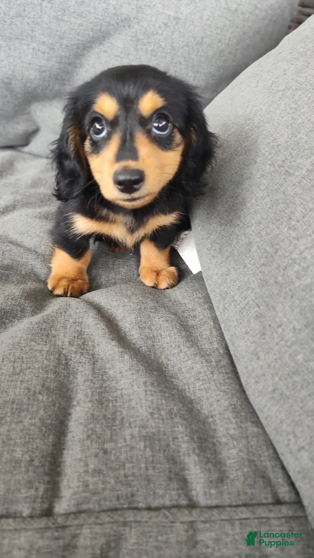 Miniature Dachshund dogs for sale: Forest - Ad 2