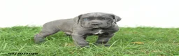 Cane Corso dogs for sale: Riggs - Ad 15