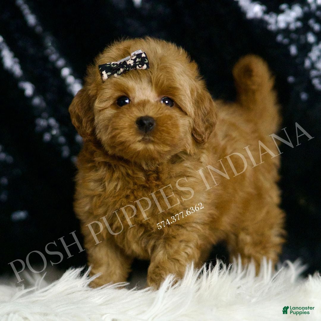 Mini Goldendoodle dogs for sale: Melinda F1BB  - Ad 3