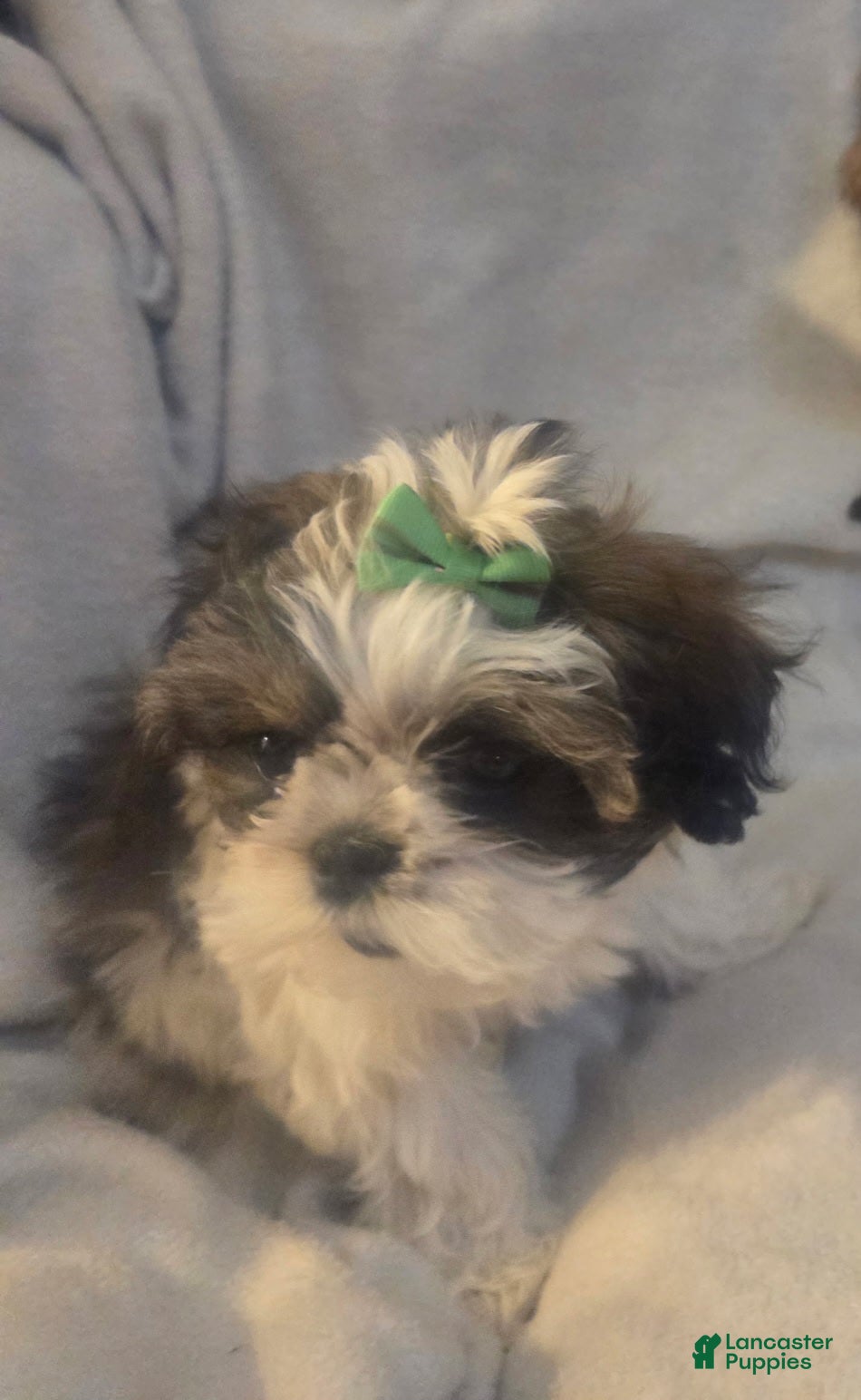 Shorkie dogs Shorkie Puppy Green - Ad 2