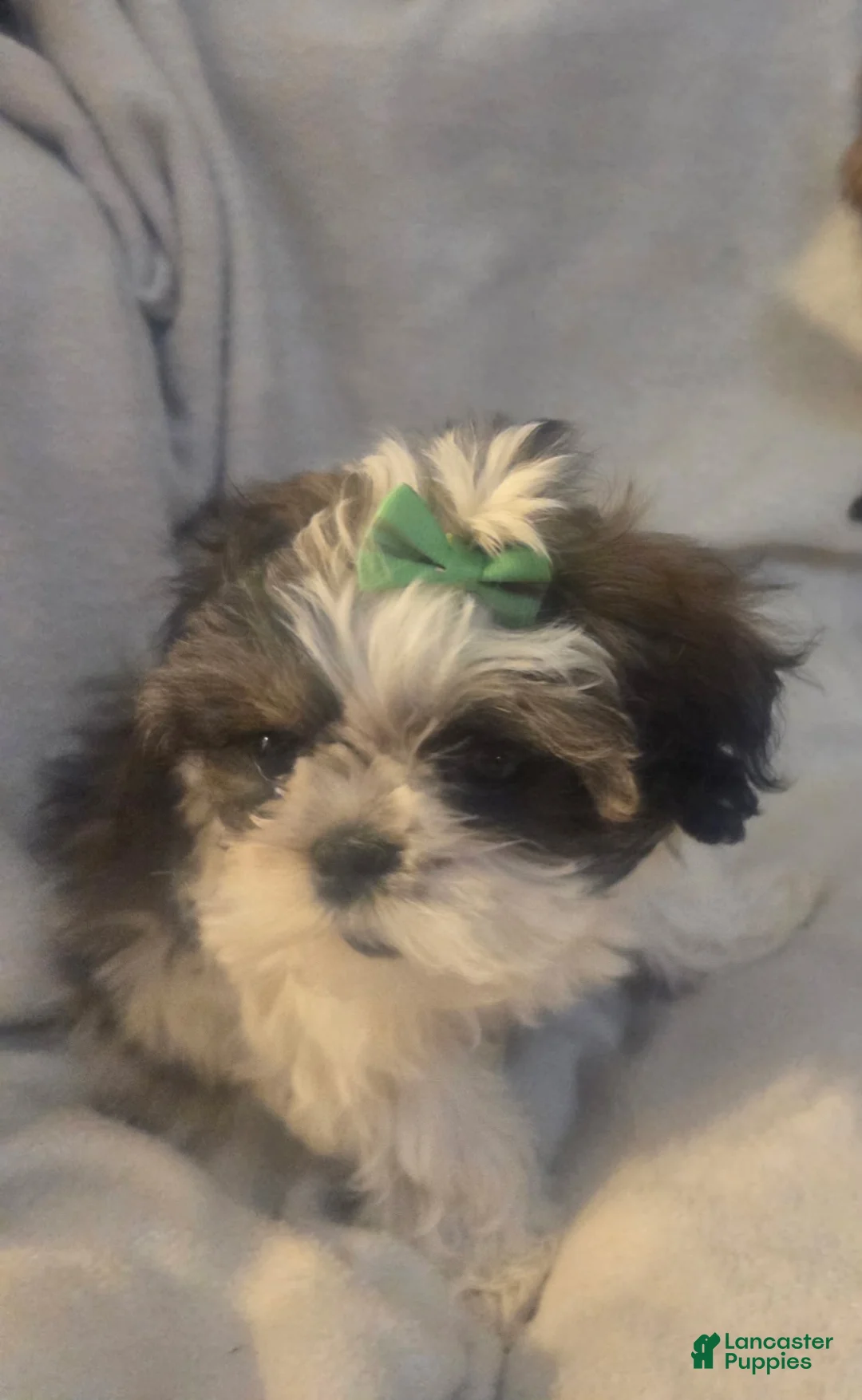 Shorkie dogs for sale: Shorkie Puppy Green - Ad 2