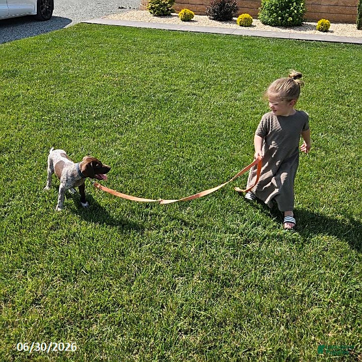 German Shorthaired Pointer dogs Scout - Ad 2
