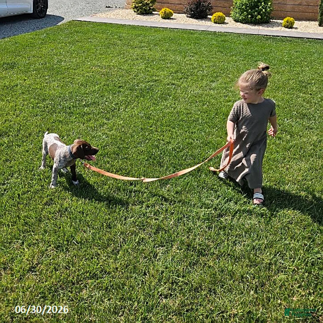 German Shorthaired Pointer dogs for sale: Scout - Ad 2