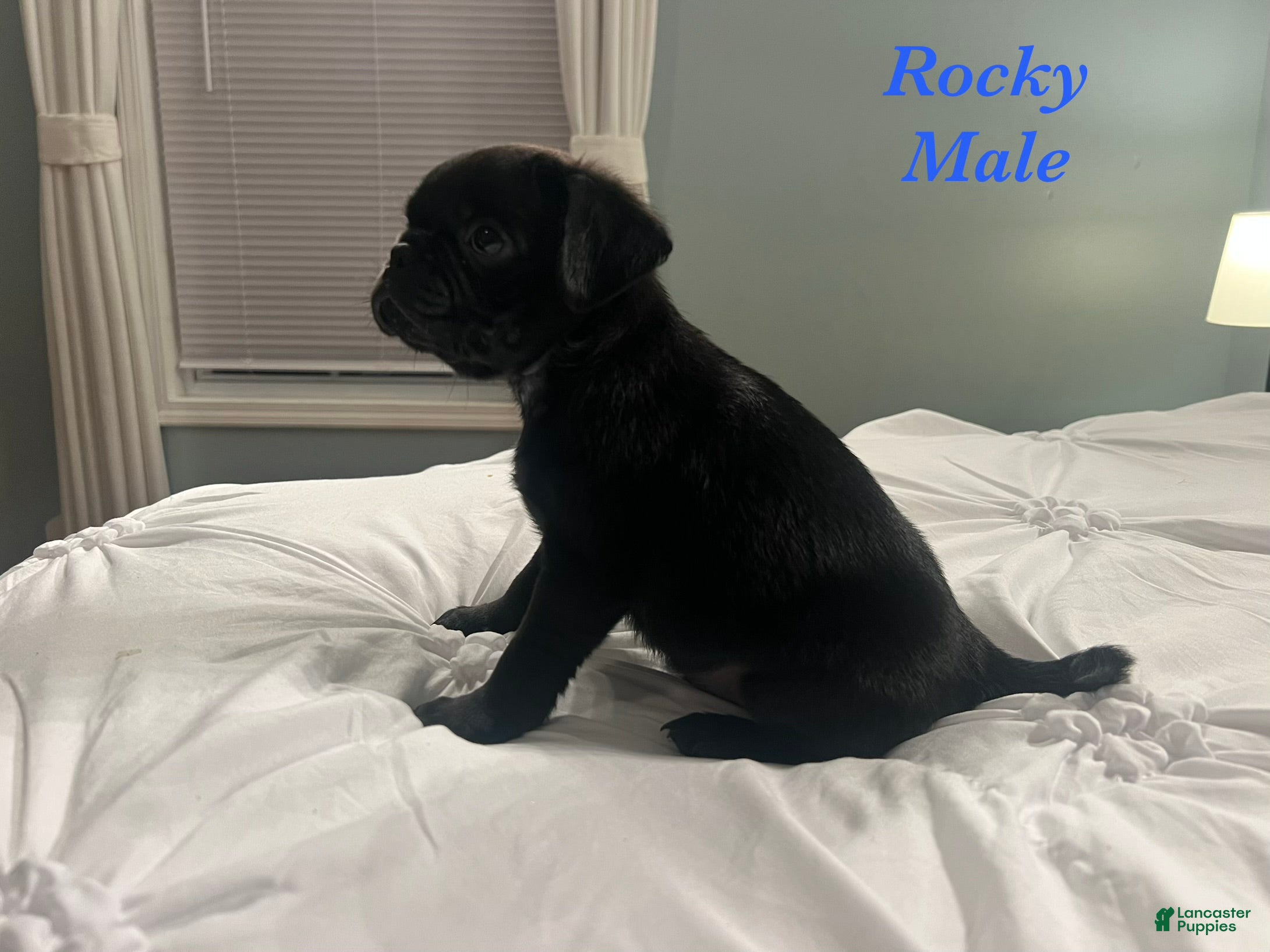 Pug dogs Rocky - Ad 2