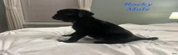 Pug dogs for sale: Rocky - Ad 2