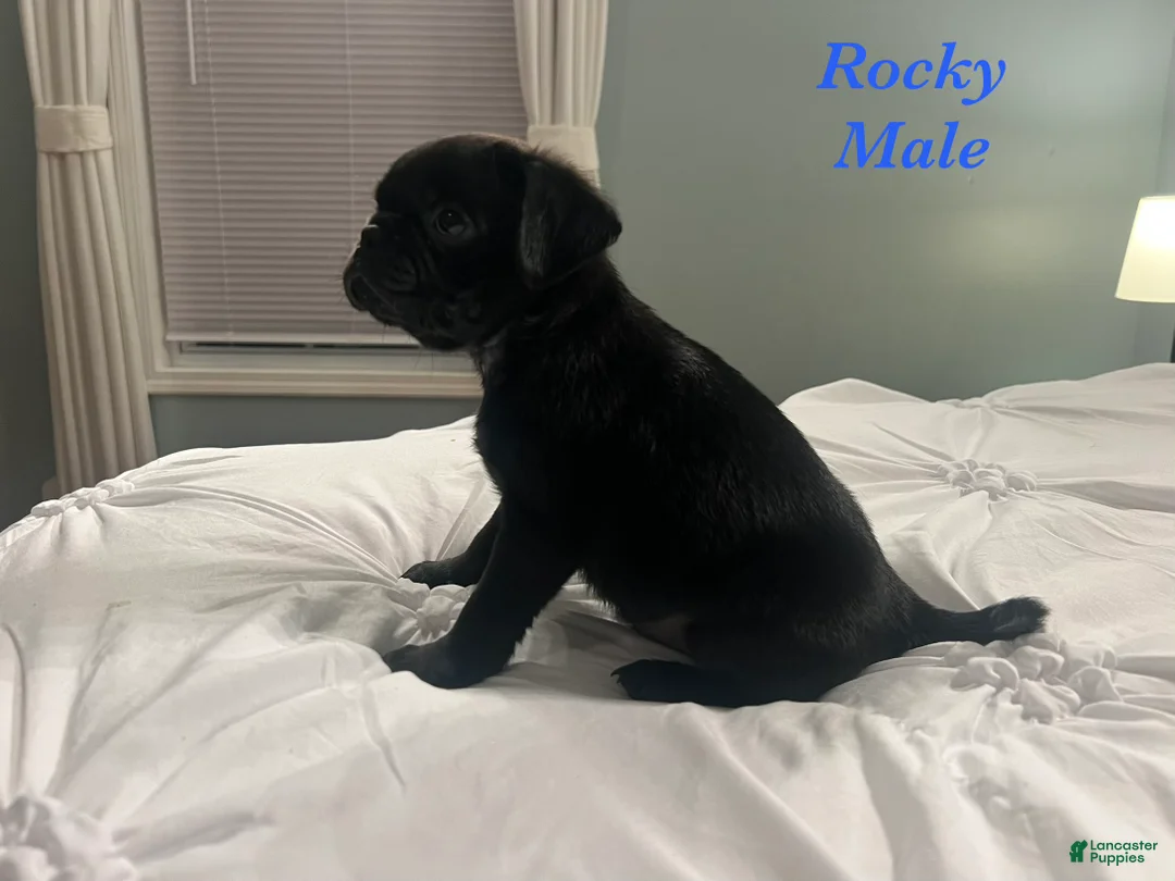 Pug dogs for sale: Rocky - Ad 2