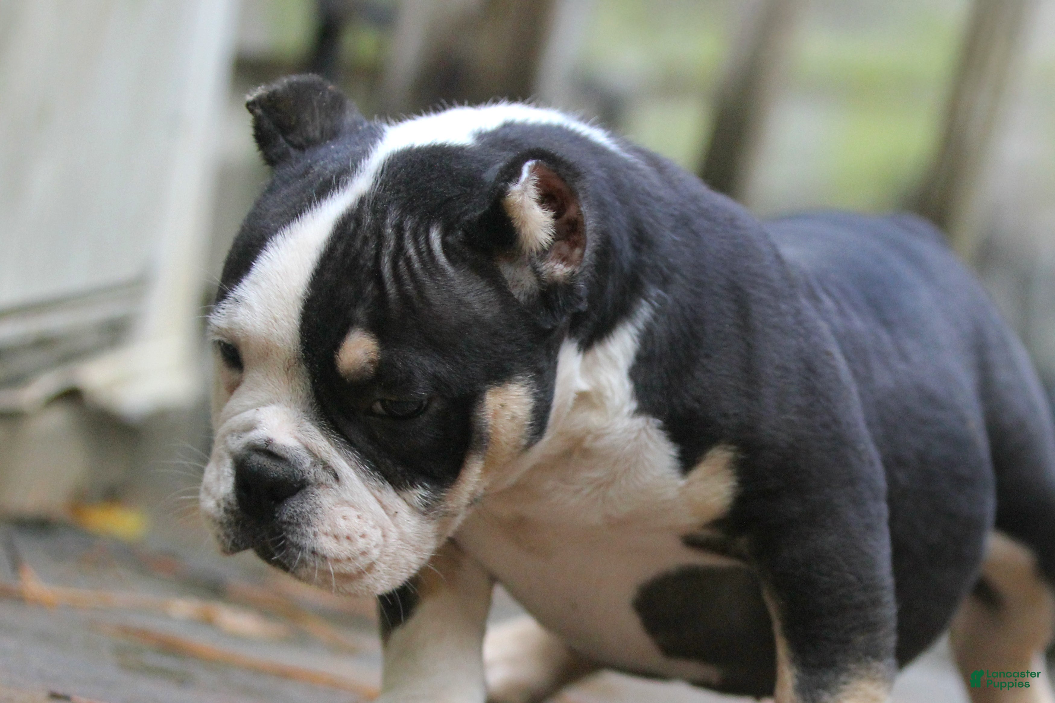 American Bully dogs Black Tri Male - Ad 2