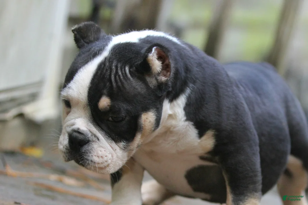American Bully dogs for sale: Black Tri Male - Ad 2