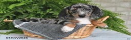Dachshund dogs for sale: Gregory - Ad 5