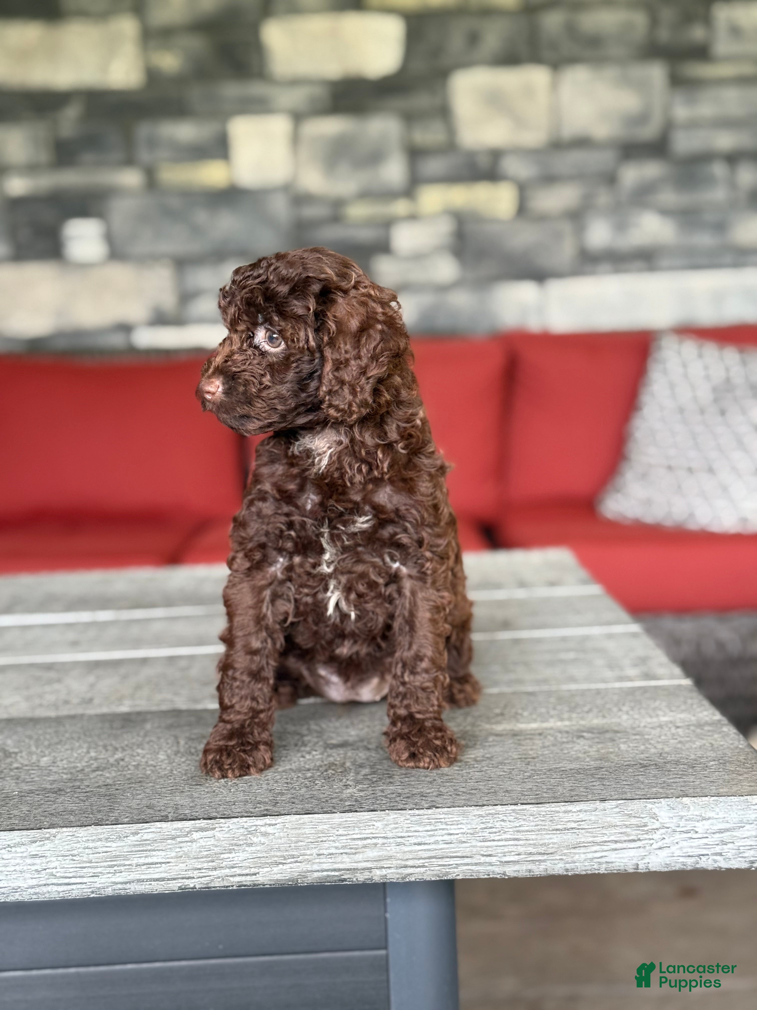 Miniature Poodle dogs Venus - Ad 2