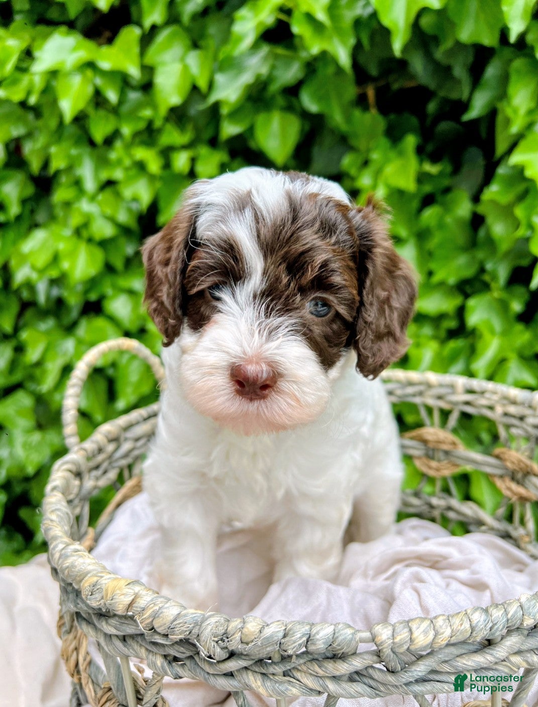 Australian Labradoodle dogs Australian Labradoodle Puppy 5 - Ad 1