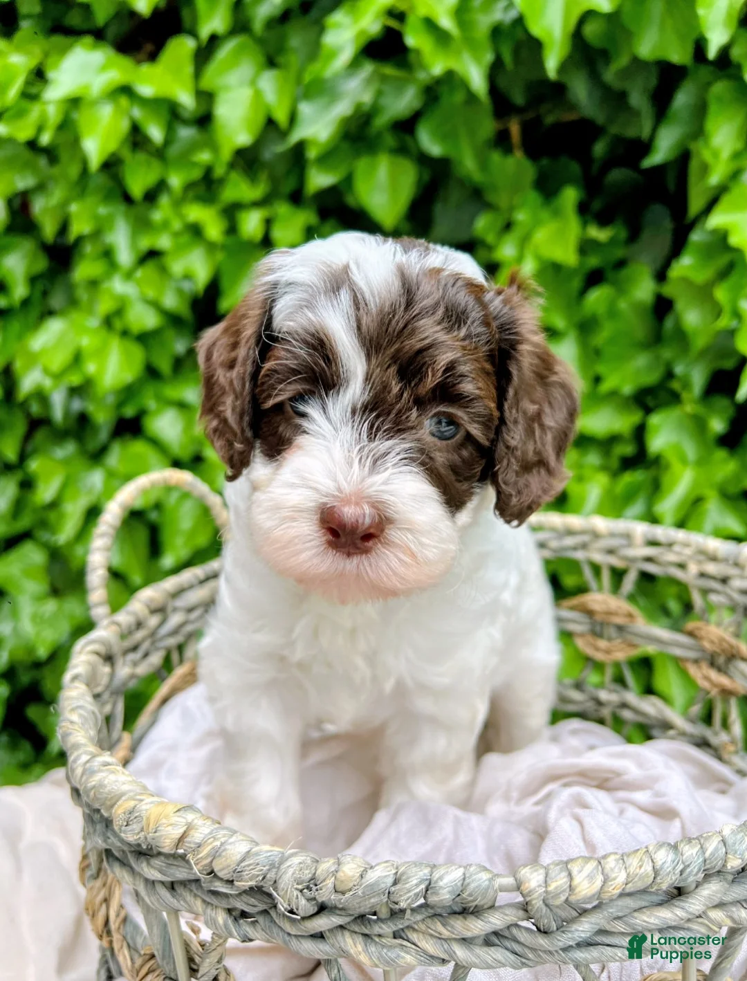 Australian Labradoodle dogs for sale: Australian Labradoodle Puppy 5 - Ad 1
