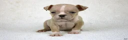 American Bully dogs for sale: Fawn Merle Female - Ad 2