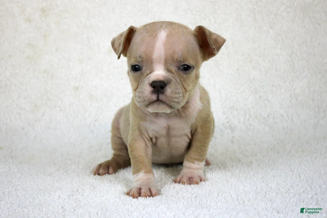 American Bully dogs for sale: Fawn Merle Female - Ad 2