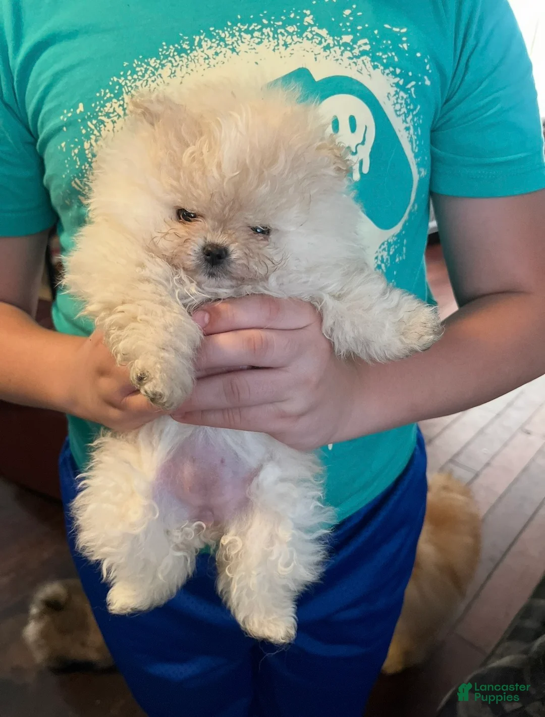 Pomeranian dogs for sale: Pomeranian Puppy 4 - Ad 1