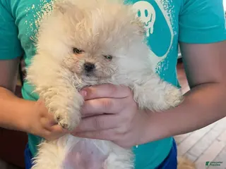 Pomeranian dogs for sale: Pomeranian Puppy 4 - Ad 4