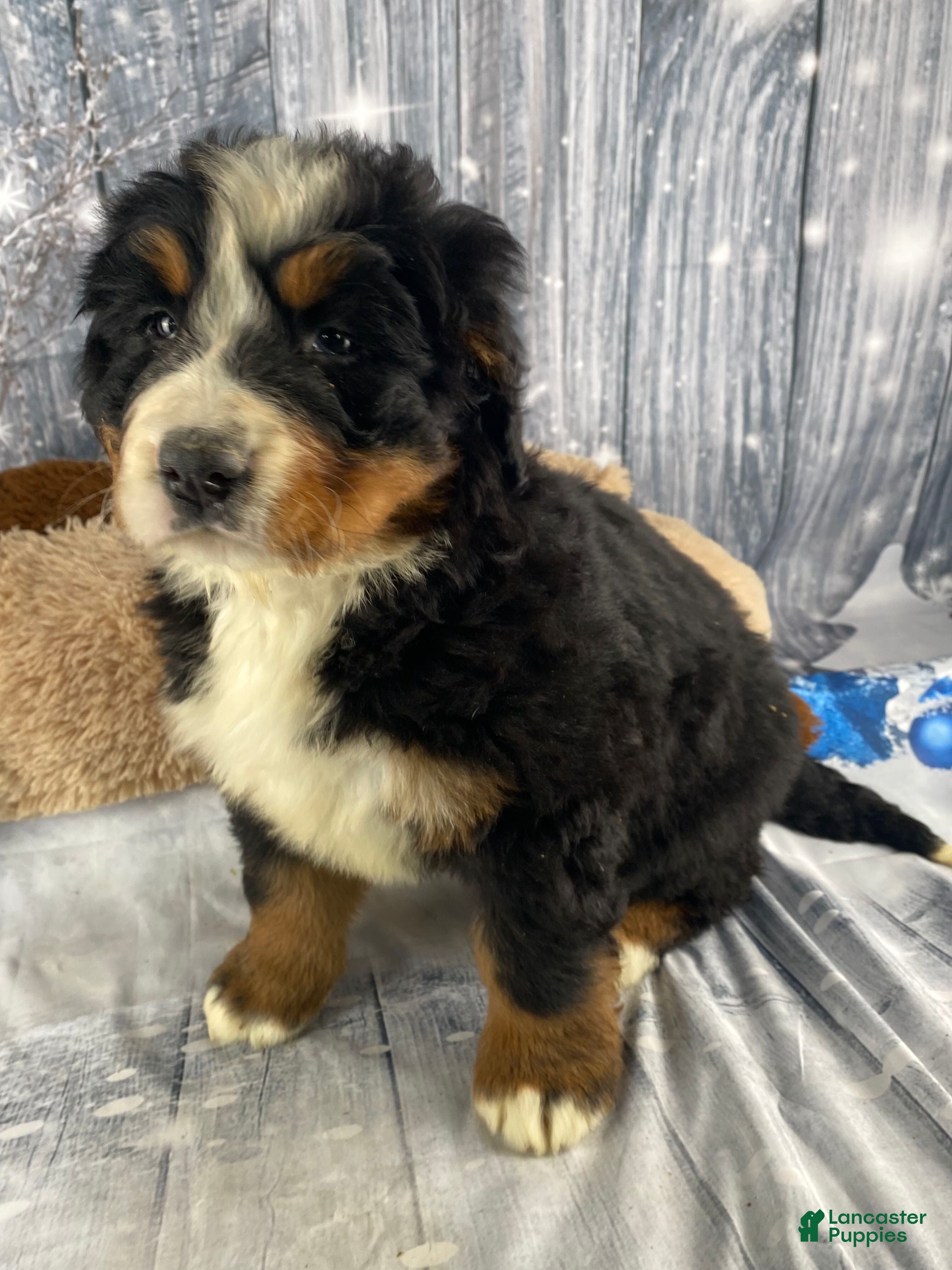 Bernese Mountain Dog dogs Trixie - Ad 7