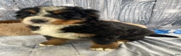 Bernese Mountain Dog dogs for sale: Trixie - Ad 1