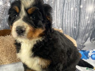 Bernese Mountain Dog dogs Trixie - Ad 24