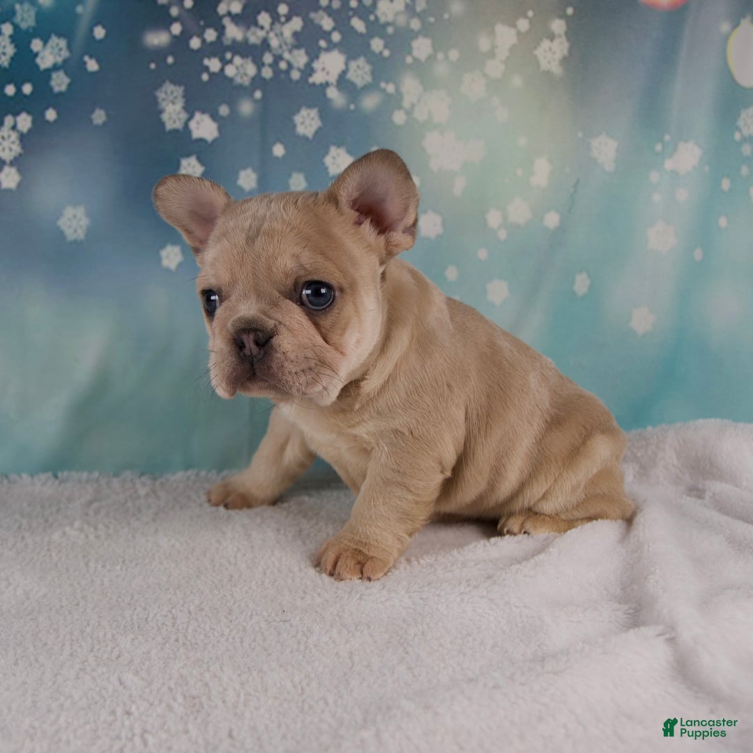 French Bulldog dogs for sale: Mika - Ad 3