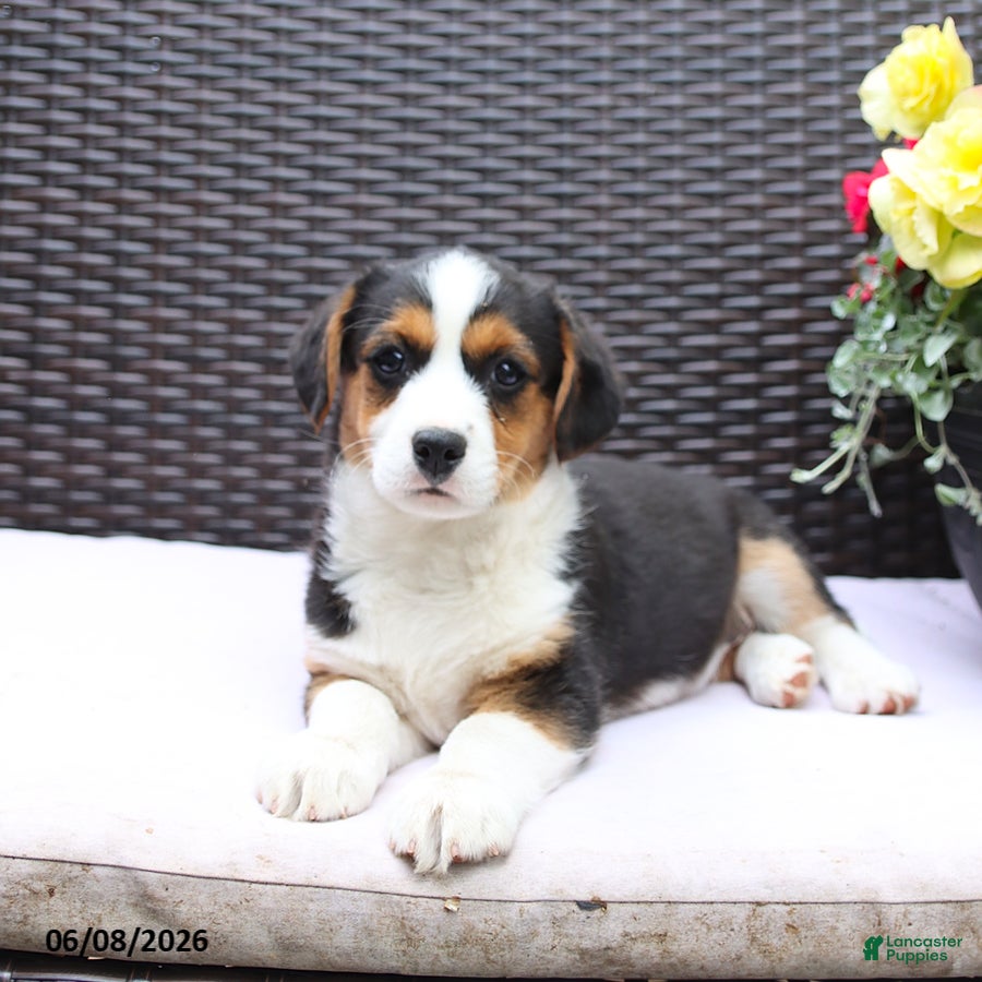 Mixed Breed dogs Caeser - Ad 1