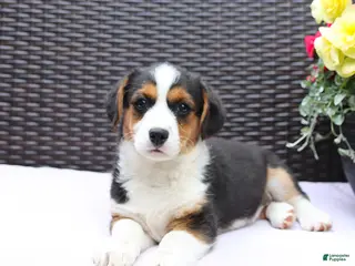 Mixed Breed dogs for sale: Caeser - Ad 3
