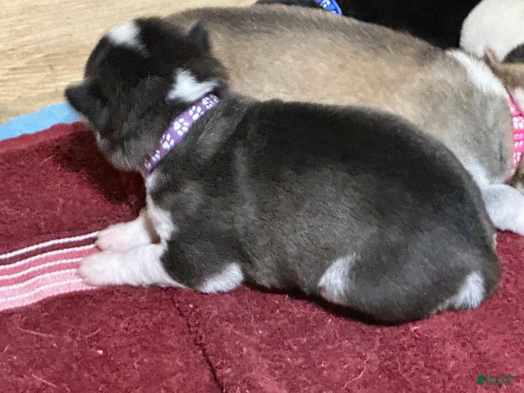 Siberian Husky dogs for sale: Siberian Husky Puppy 1 - Ad 8