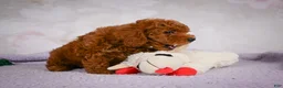 Miniature Poodle dogs for sale: Rocco - Ad 5