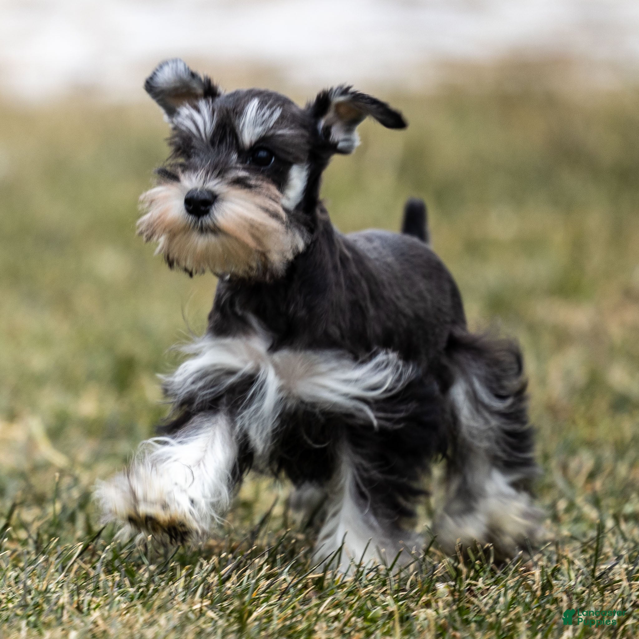 Miniature Schnauzer dogs Verbena - Ad 11