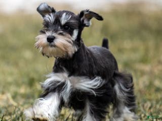 Miniature Schnauzer dogs Verbena - Ad 11