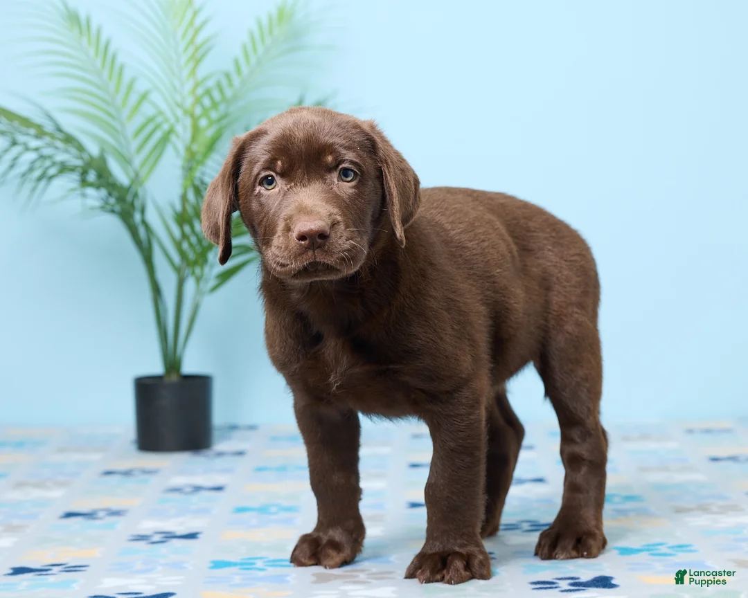 Labrador Retriever dogs for sale: Crystal - Ad 5