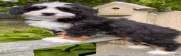 Mini Bernedoodle dogs for sale: 🩷IN BOSTON MASSACHUSETTS AREA🩷TRADITIONAL TRI COLOR🩷MINI BERNEDOODLE🩷 - Ad 5