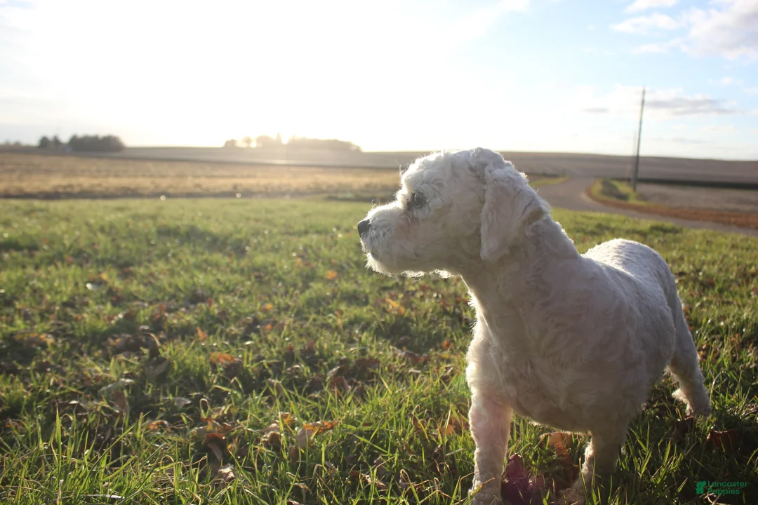 Cavachon dogs for sale: Apollo - Ad 4