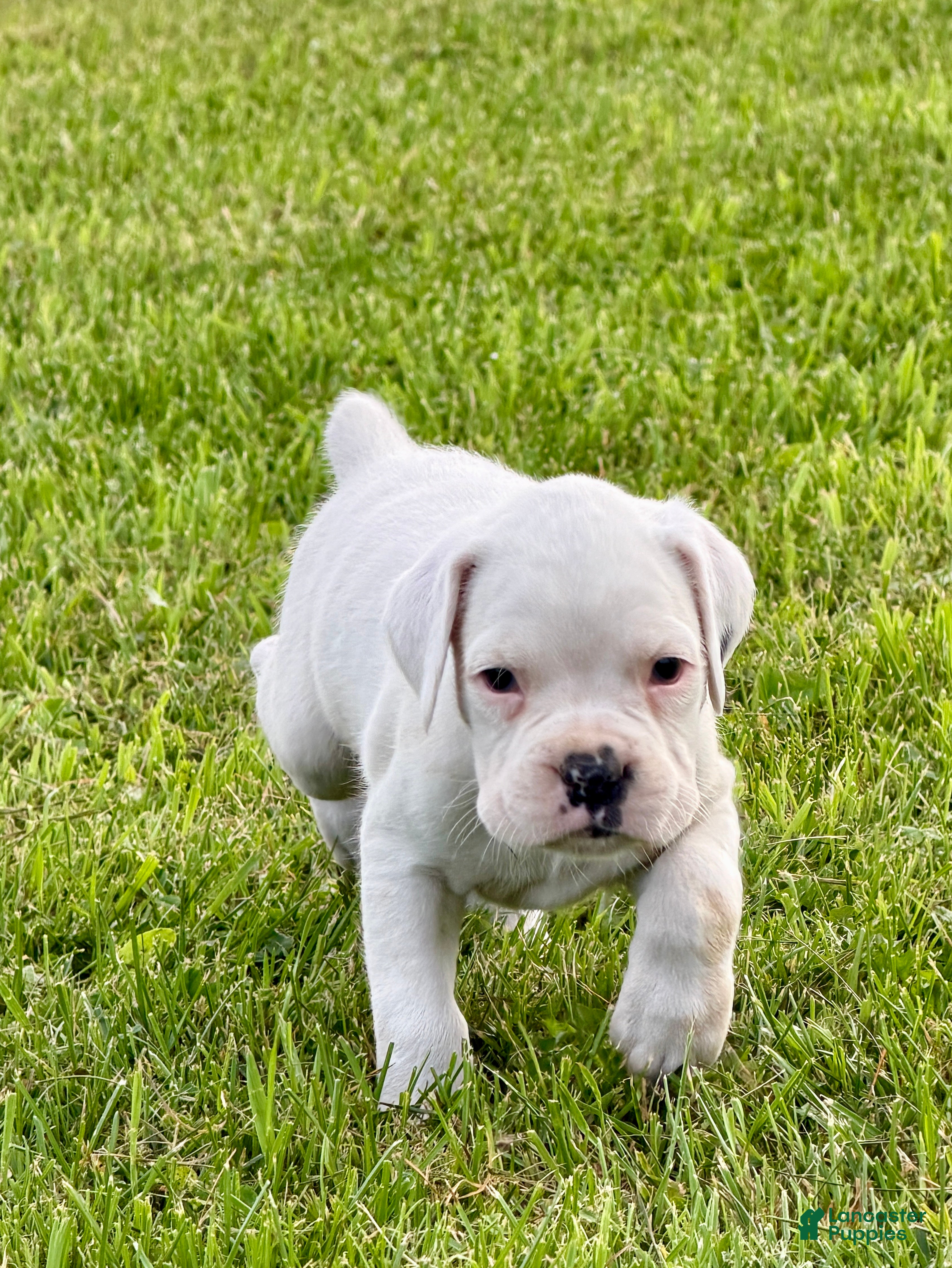 Boxer dogs BOLT  - Ad 1