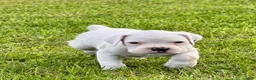 Boxer dogs for sale: BOLT  - Ad 1