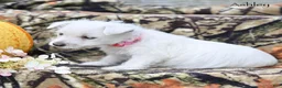 West Highland Terrier dogs for sale: Ashley  - Ad 4