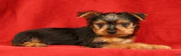 Yorkshire Terrier dogs for sale: Handsome - Ad 4