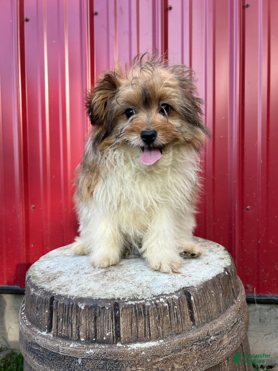 Pomapoo dogs for sale: Milo - Ad 1