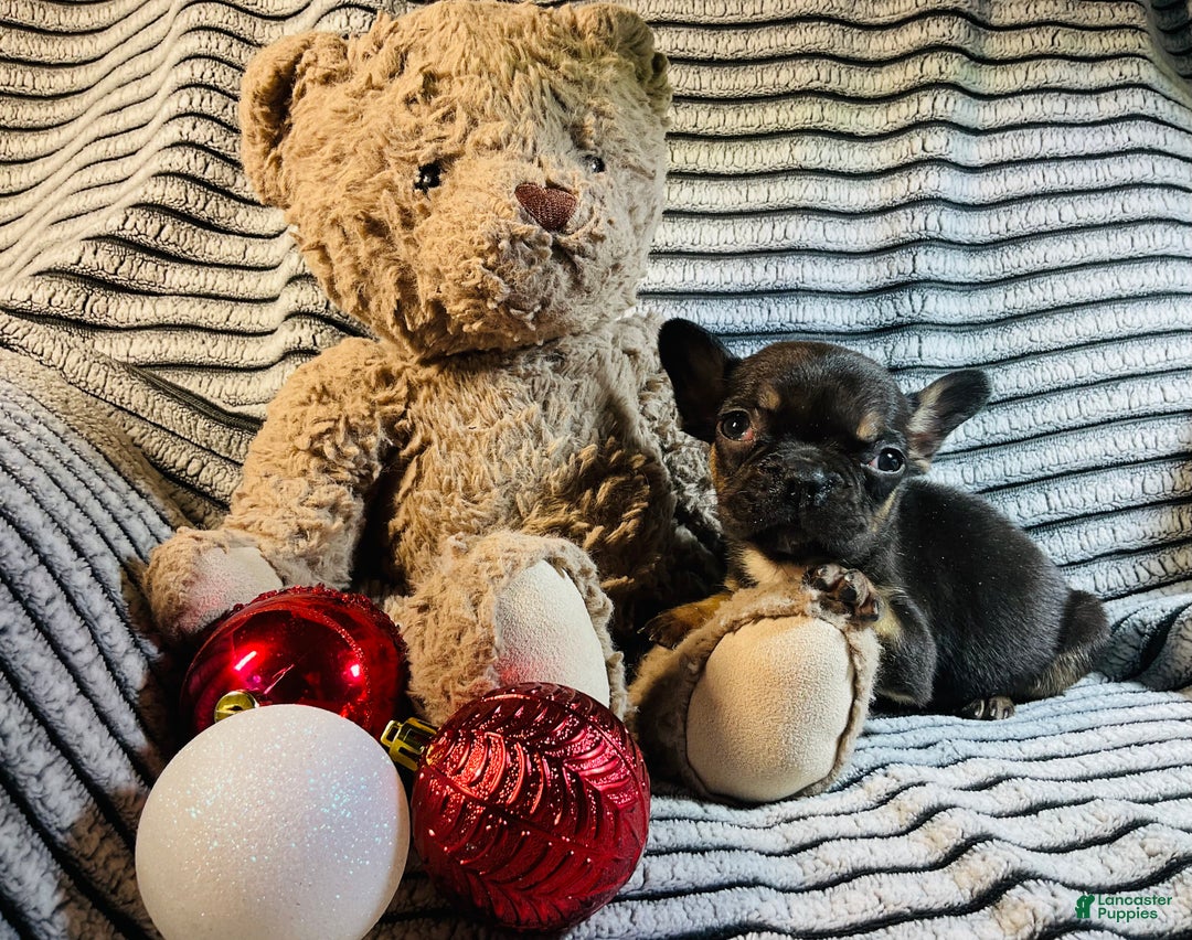 French Bulldog dogs for sale: Mia - Ad 8