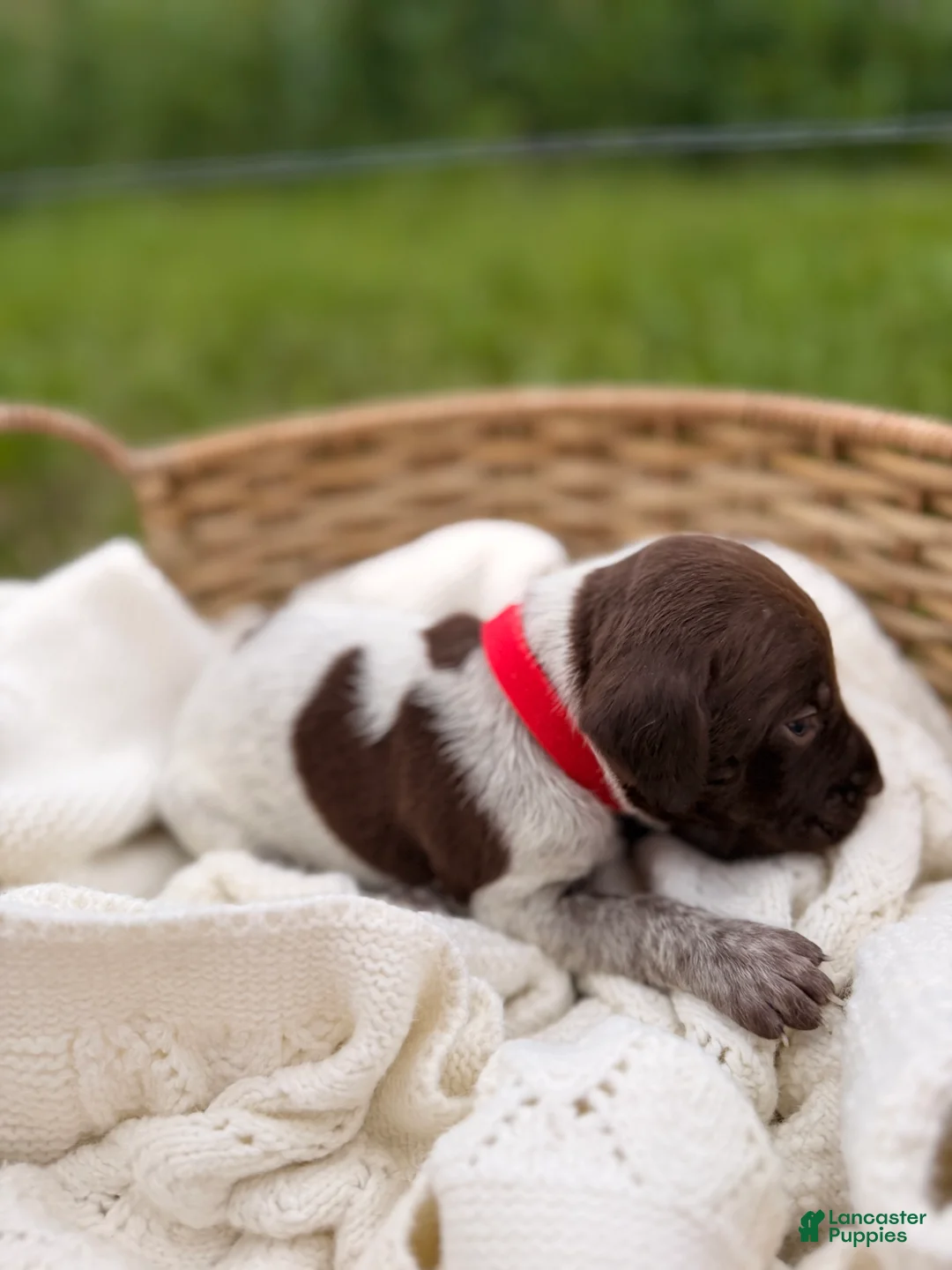 German Shorthaired Pointer dogs for sale: Windsor - Ad 1