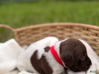 German Shorthaired Pointer dogs for sale: Windsor - Ad 2