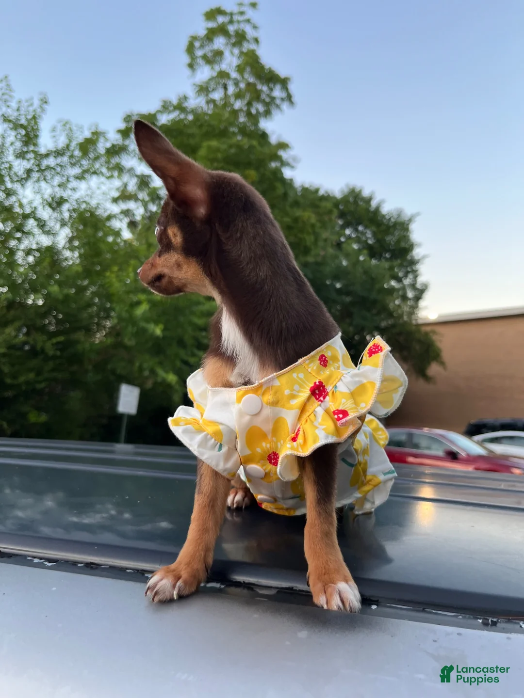 Chihuahua dogs for sale: Chihuahua 1 - Ad 2