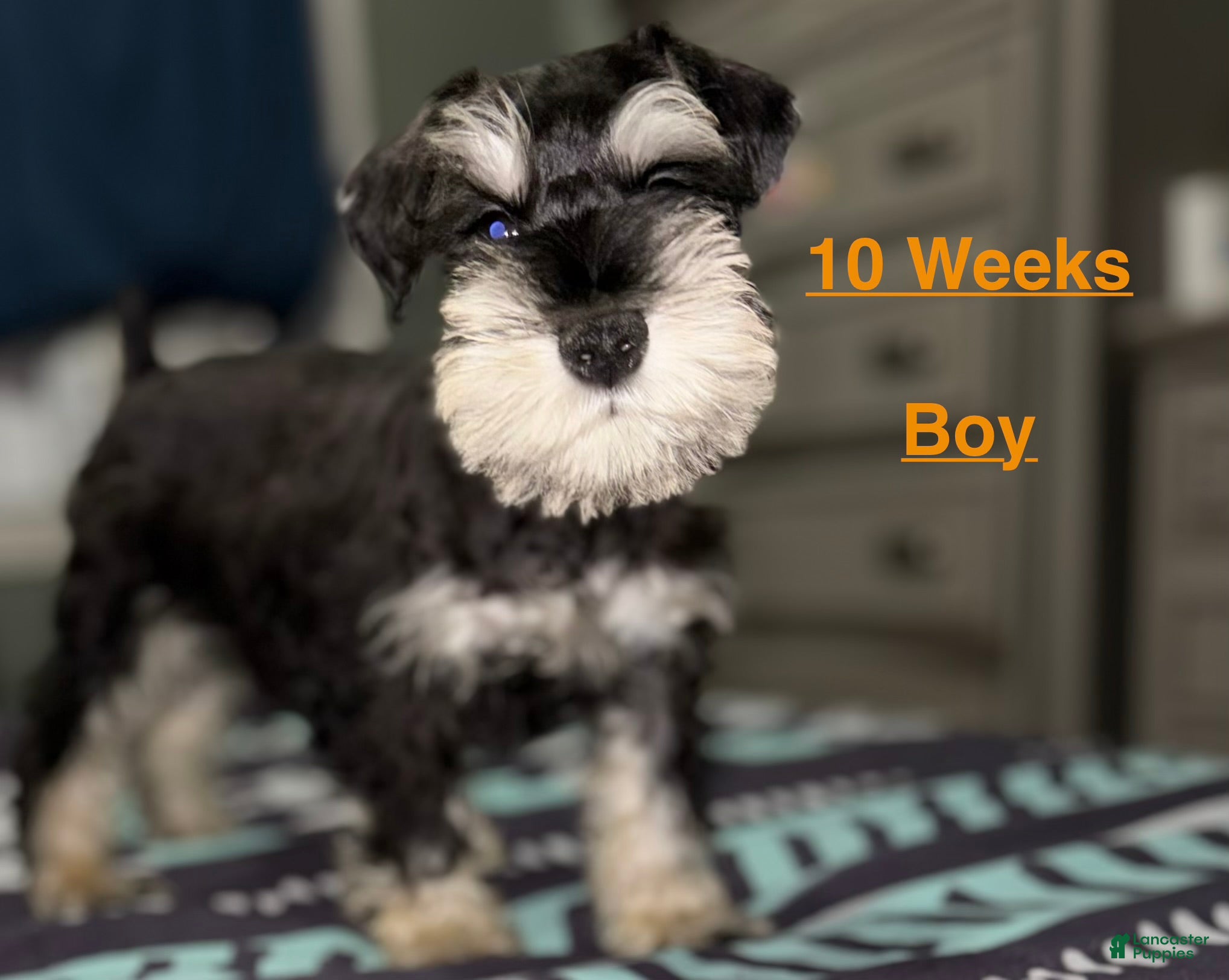 Miniature Schnauzer dogs Miniature Schnauzer 1 - Ad 1
