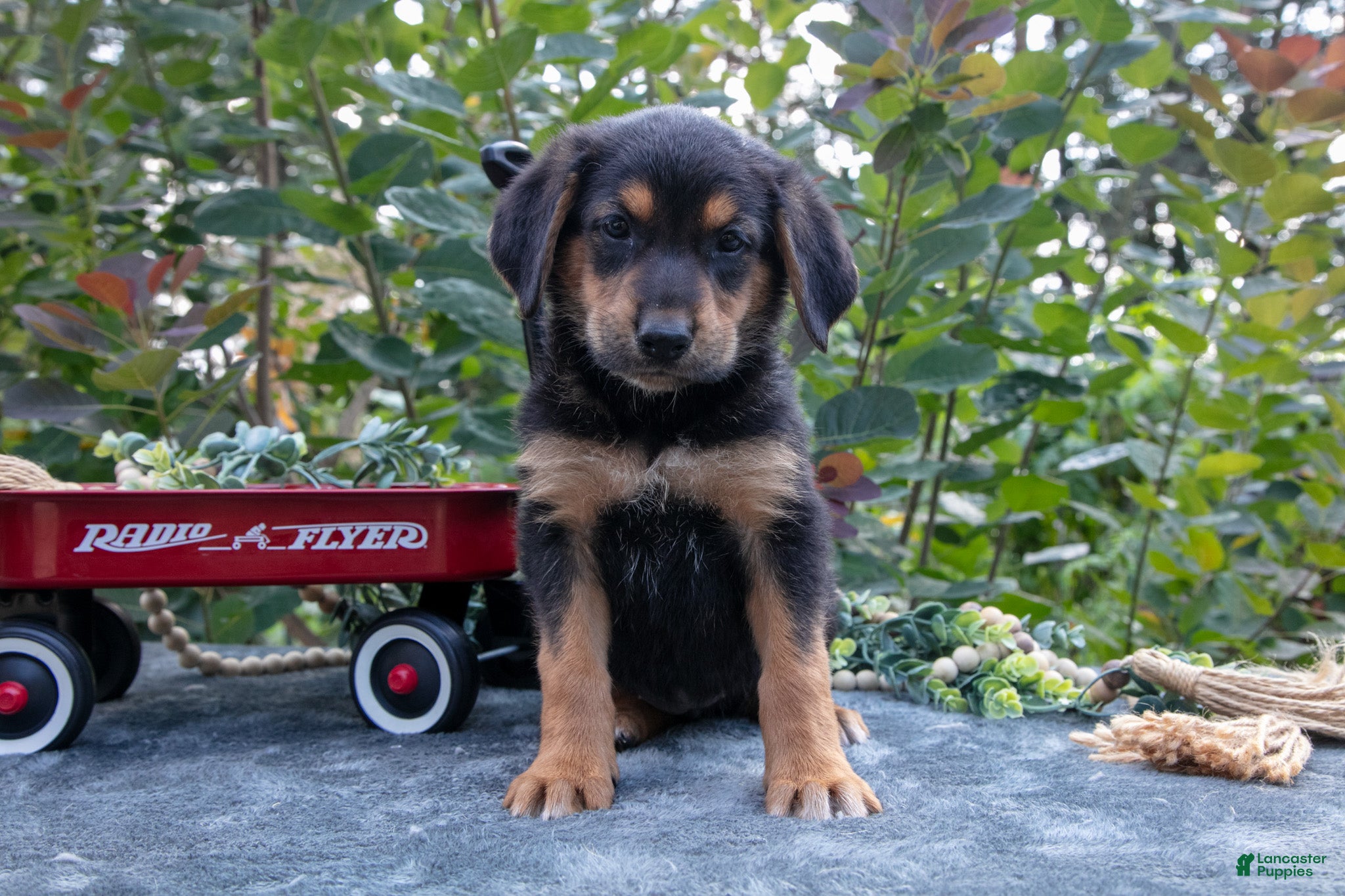 German Shepherd dogs Jayna - Ad 1