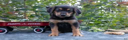 German Shepherd dogs for sale: Jayna - Ad 1