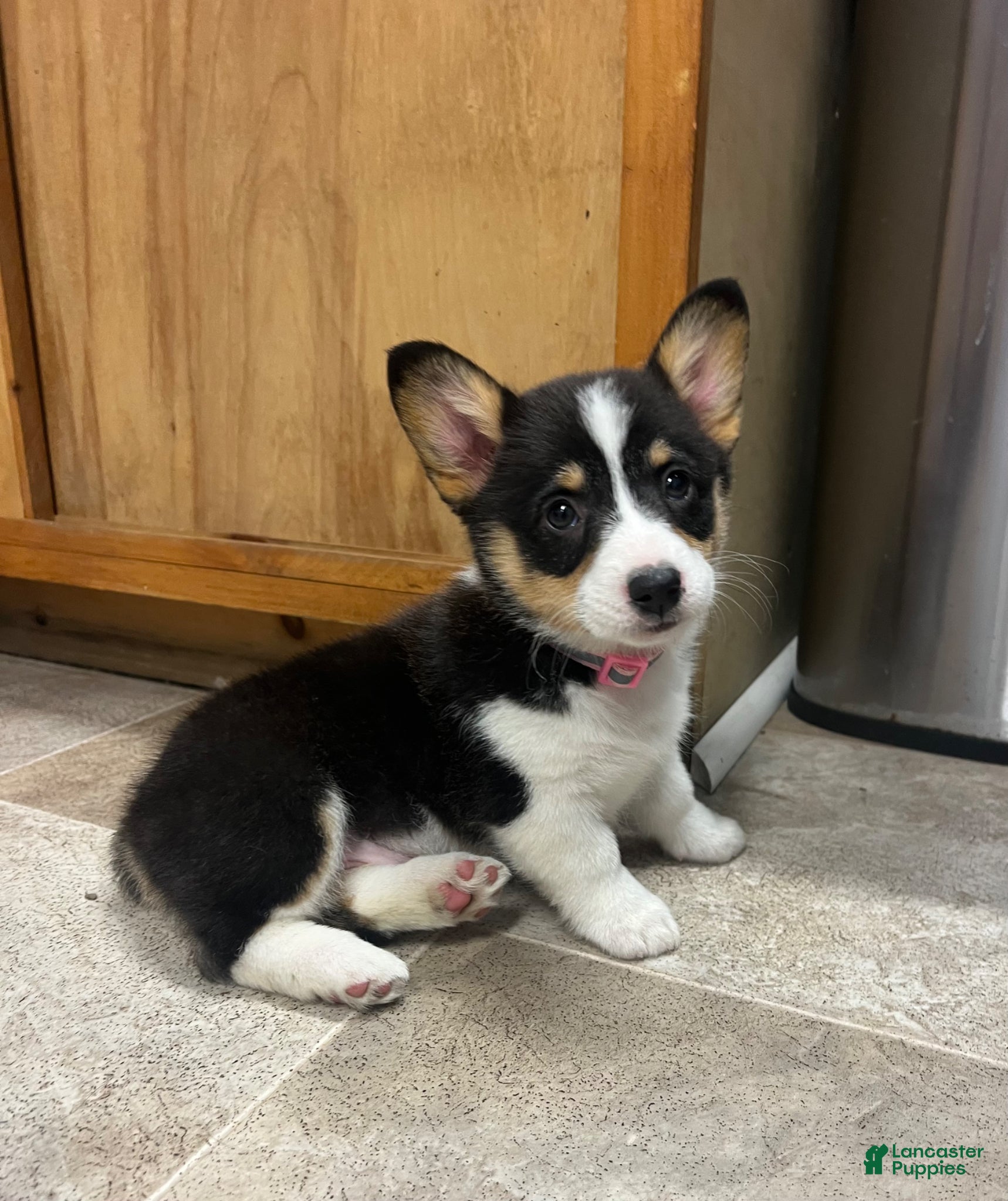 Welsh Corgi Pembroke dogs Kindle - Ad 11